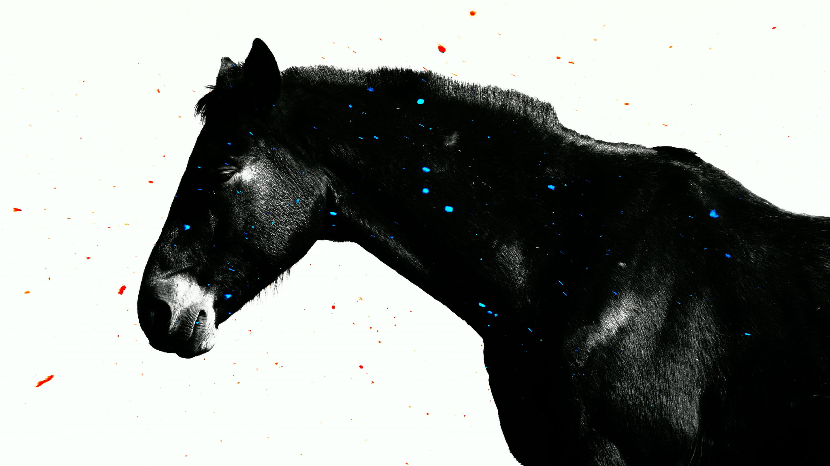 A video installation work ‘ Blue is the color of what you saw.’ by Shigeo Arikawa, Japanese artist based in Amsterdam. アムステルダム在住の日本人アーティスト、有川滋男によるビデオインスタレーション作品「青は視た色」