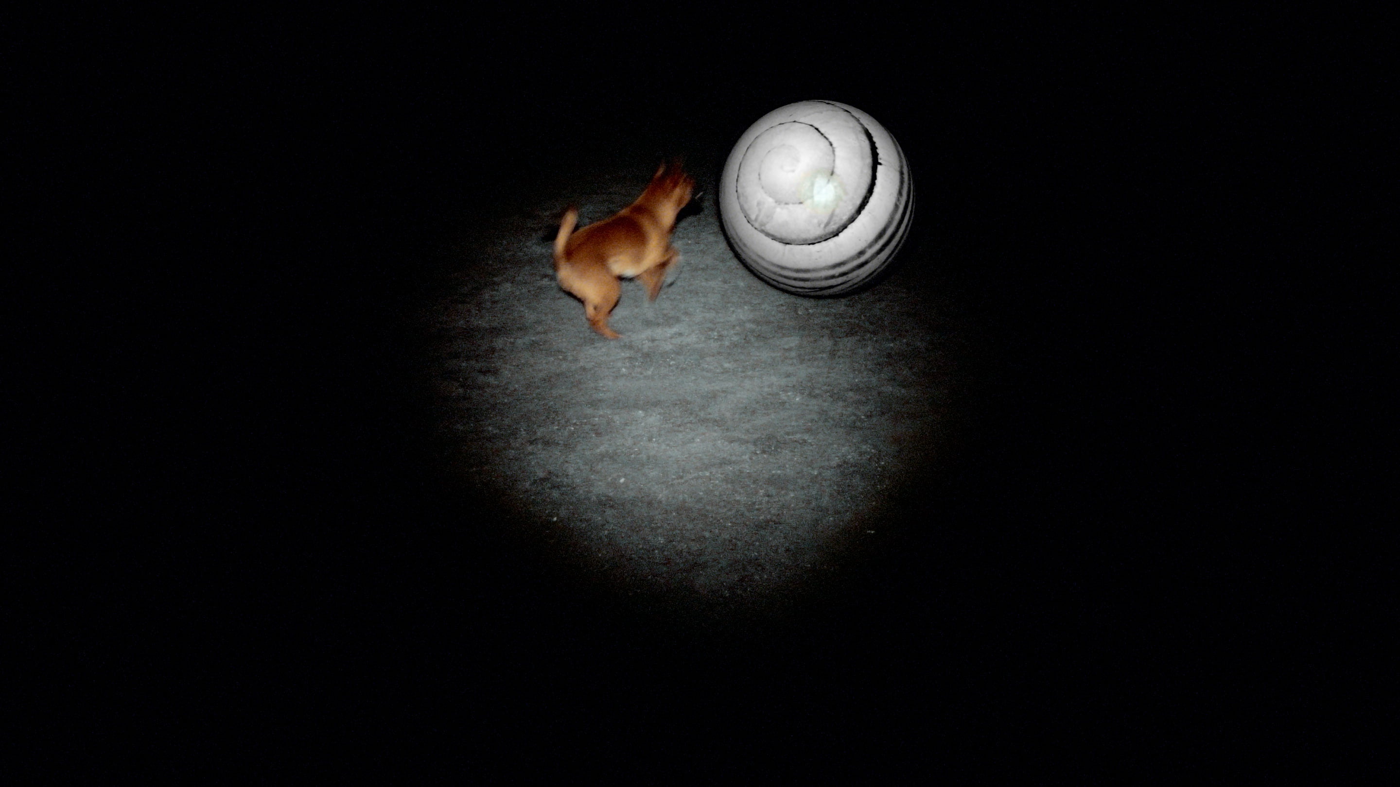 A film ‘AM I DREAMING OF OTHERS, OR ARE OTHERS’ by Shigeo Arikawa, Japanese artist based in Amsterdam. アムステルダム在住の日本人アーティスト、有川滋男による映像作品「AM I DREAMING OF OTHERS, OR ARE OTHERS」