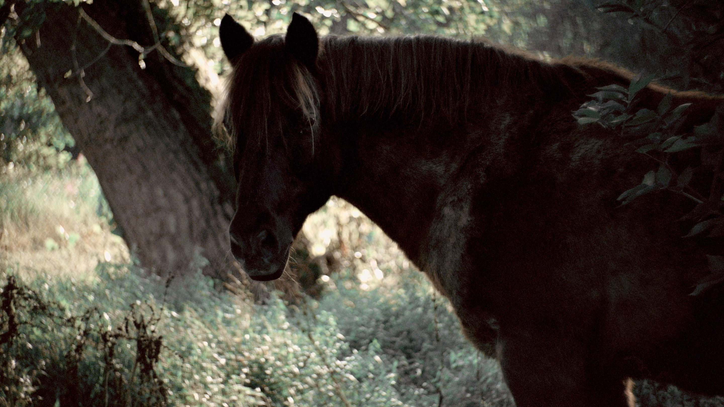 A film ‘AM I DREAMING OF OTHERS, OR ARE OTHERS’ by Shigeo Arikawa, Japanese artist based in Amsterdam. アムステルダム在住の日本人アーティスト、有川滋男による映像作品「AM I DREAMING OF OTHERS, OR ARE OTHERS」