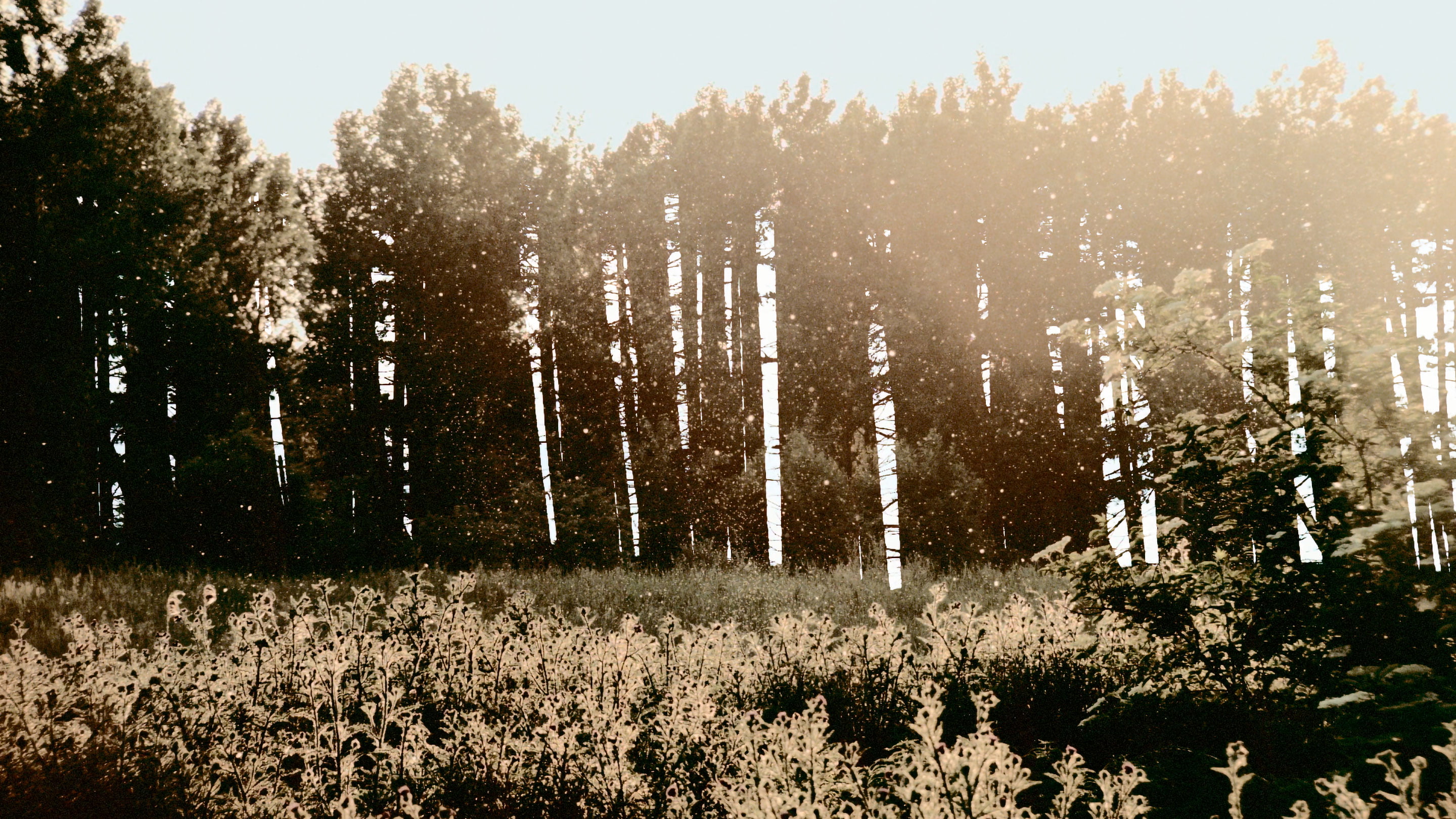 A film ‘AM I DREAMING OF OTHERS, OR ARE OTHERS’ by Shigeo Arikawa, Japanese artist based in Amsterdam. アムステルダム在住の日本人アーティスト、有川滋男による映像作品「AM I DREAMING OF OTHERS, OR ARE OTHERS」