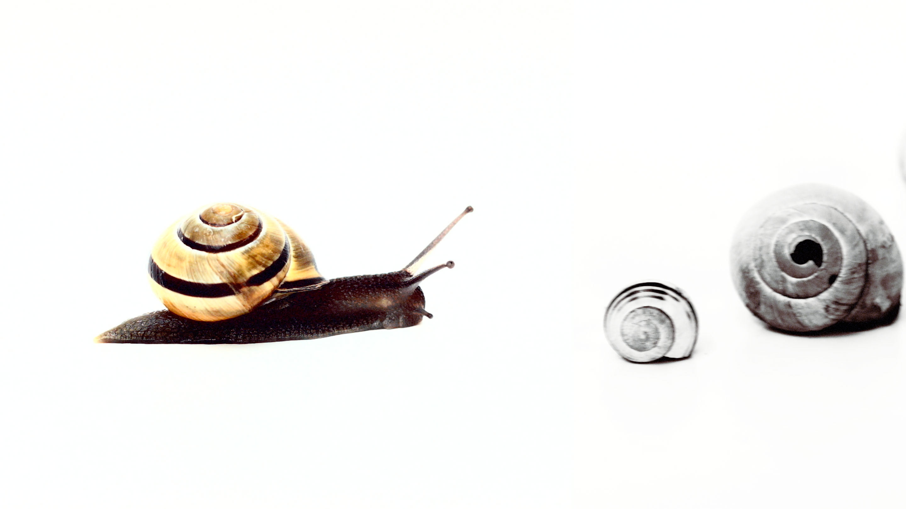 A film ‘AM I DREAMING OF OTHERS, OR ARE OTHERS’ by Shigeo Arikawa, Japanese artist based in Amsterdam. アムステルダム在住の日本人アーティスト、有川滋男による映像作品「AM I DREAMING OF OTHERS, OR ARE OTHERS」