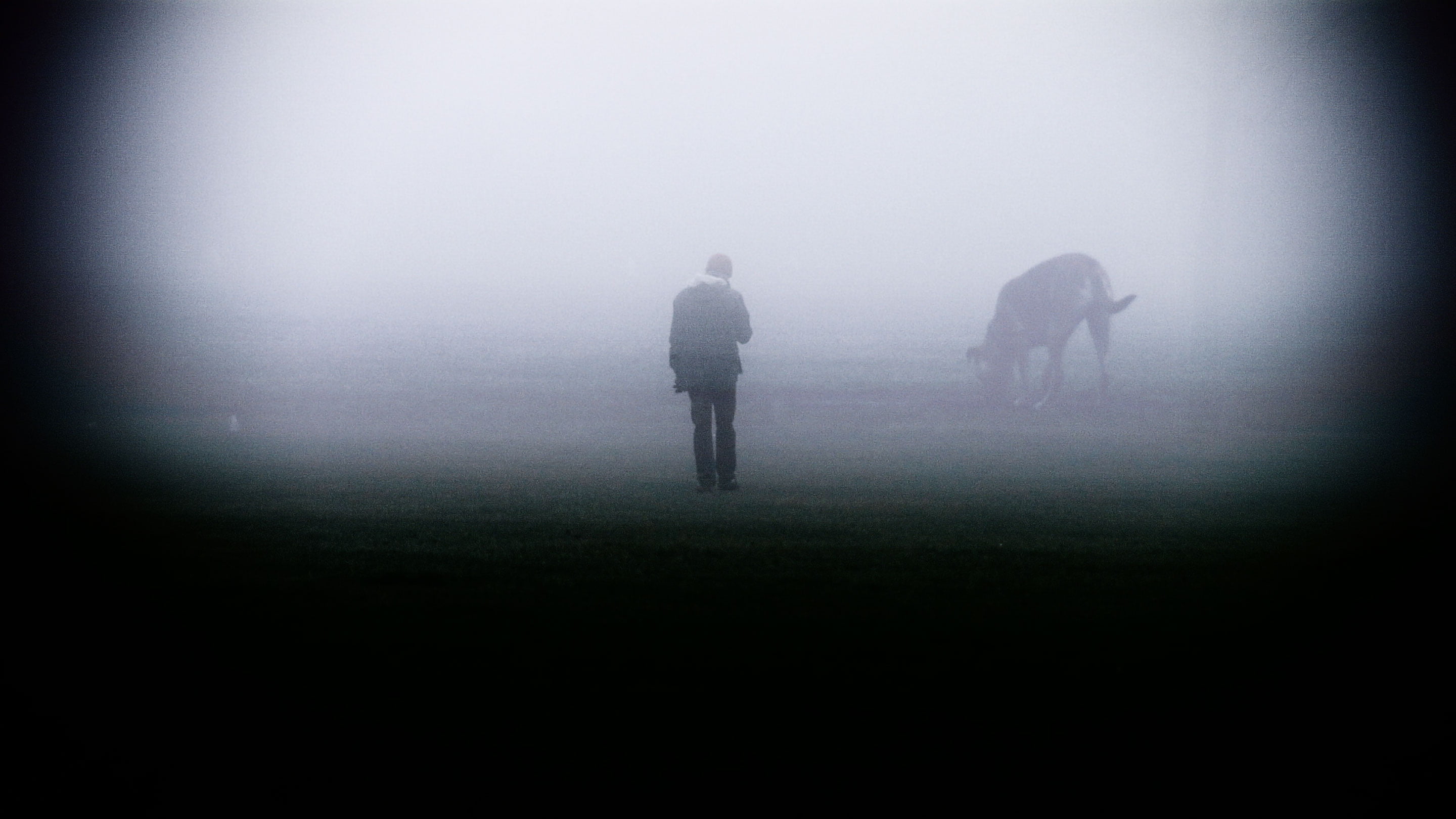 A video ‘Stray Dogs’ by Shigeo Arikawa, Japanese artist based in Amsterdam. アムステルダム在住の日本人アーティスト、有川滋男による映像作品「Stray Dogs」